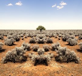 مسئولیت کتاب مقدس برای احیای مجدد کلیسا